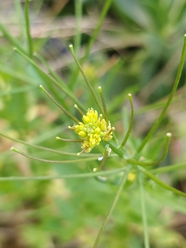 Sisymbrium erysimoides image