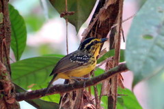 Hypocnemis hypoxantha