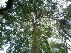 Beilschmiedia miersii