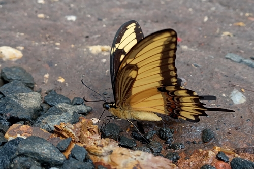 Astyalus Swallowtail photo 3