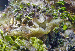 Elysia nigropunctata