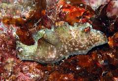 Elysia nigropunctata