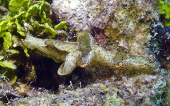 Elysia nigropunctata