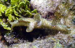 Elysia nigropunctata