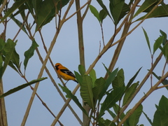 Icterus nigrogularis nigrogularis