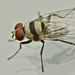 Anthomyia illocata - Photo (c) Steve Kerr, some rights reserved (CC BY), uploaded by Steve Kerr
