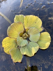 Pistia stratiotes image