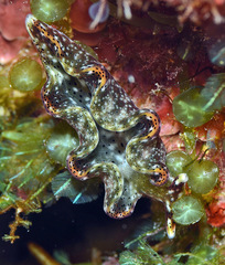 Elysia nigropunctata