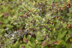 Cliffortia tridentata