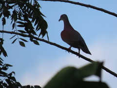 Patagioenas cayennensis