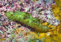 Elysia nigropunctata