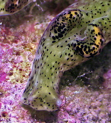 Elysia nigropunctata