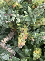 Extriplex californica