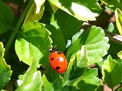 Coccinella septempunctata