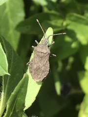 Villasitocoris inconspicuus