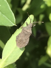 Villasitocoris inconspicuus