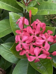 Jatropha integerrima
