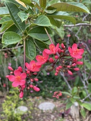 Jatropha integerrima