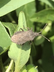 Villasitocoris inconspicuus