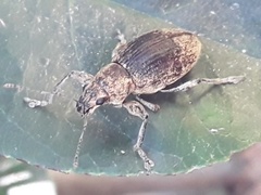 Naupactus versatilis
