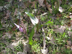 Erythronium hendersonii