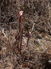 Sarracenia jonesii