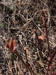 Sarracenia jonesii