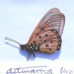 Acraea neobule