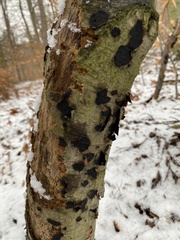 Biscogniauxia nummularia