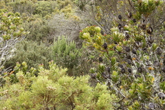 Erica triflora triflora