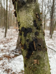 Biscogniauxia nummularia