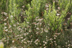Erica triflora triflora