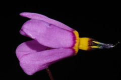 Primula pauciflora pauciflora