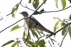 Cuculus saturatus