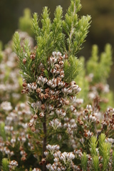 Erica triflora triflora