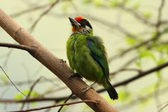 Psilopogon franklinii