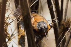 Pomatorhinus superciliaris