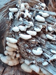 Schizophyllum commune