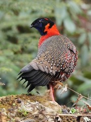 Tragopan satyra