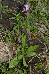 Primula pauciflora pauciflora
