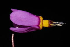 Primula pauciflora pauciflora