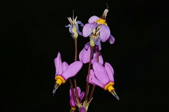 Primula pauciflora pauciflora