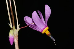 Primula pauciflora pauciflora