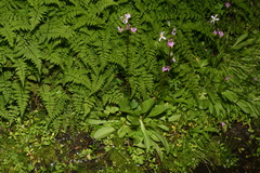 Primula pauciflora pauciflora