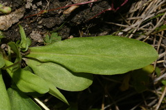 Primula pauciflora pauciflora