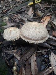 Lacrymaria asperospora