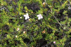 Boronia inornata