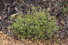 Boronia inornata