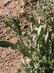 Zilla spinosa