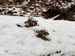 Mycena tintinnabulum